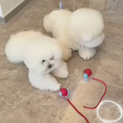 🚀 La Pelota que Persigue a Tu Mascota – ¡Activa su Instinto Natural de Juego!